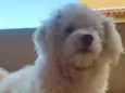 floquinho 
