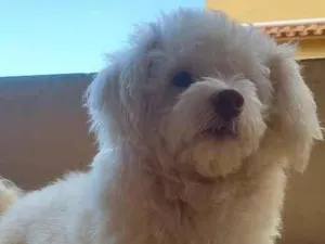 Cachorro raça Poodle idade 5 anos nome floquinho 