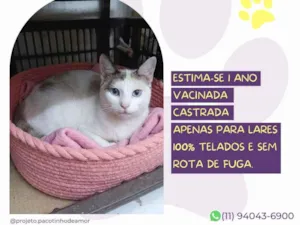 Gato raça SRD-ViraLata idade 1 ano nome Ofélia