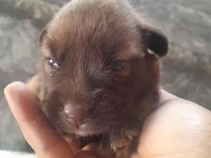 Cachorro raça SRD-ViraLata idade Abaixo de 2 meses nome n possui