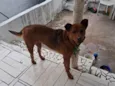 bela