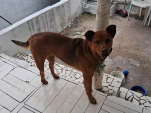 Cachorro raça Labrador idade 2 anos nome bela