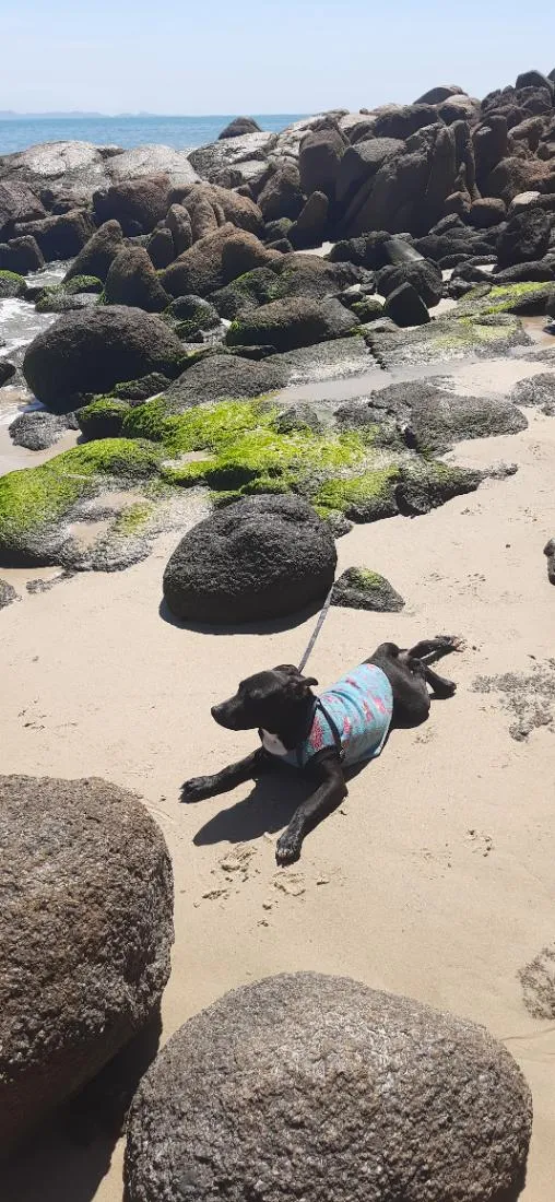 Cachorro raça Pit-Bull idade 1 ano nome Pretinha