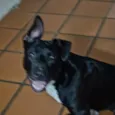 Pretinha