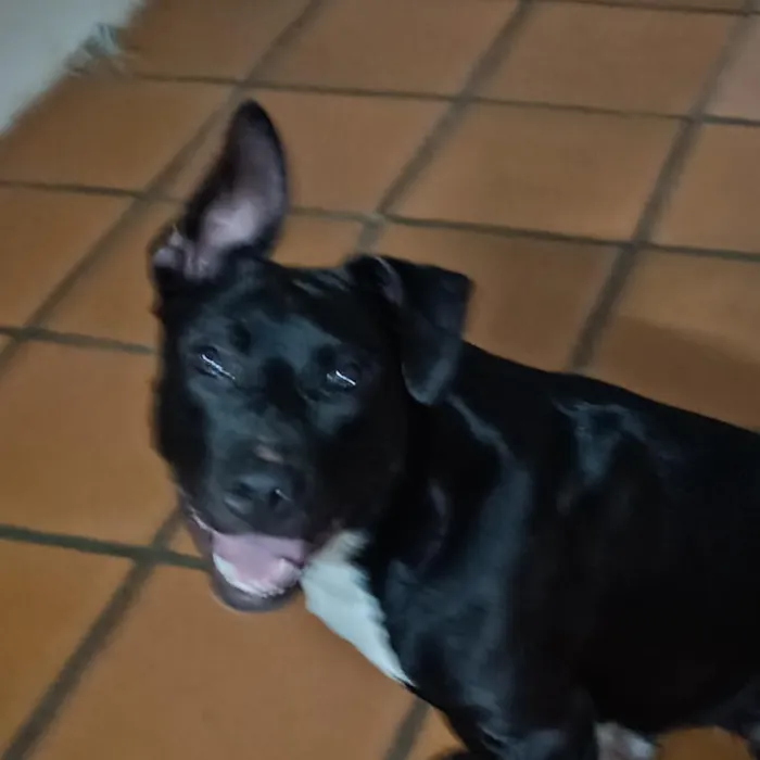Cachorro raça Pit-Bull idade 1 ano nome Pretinha