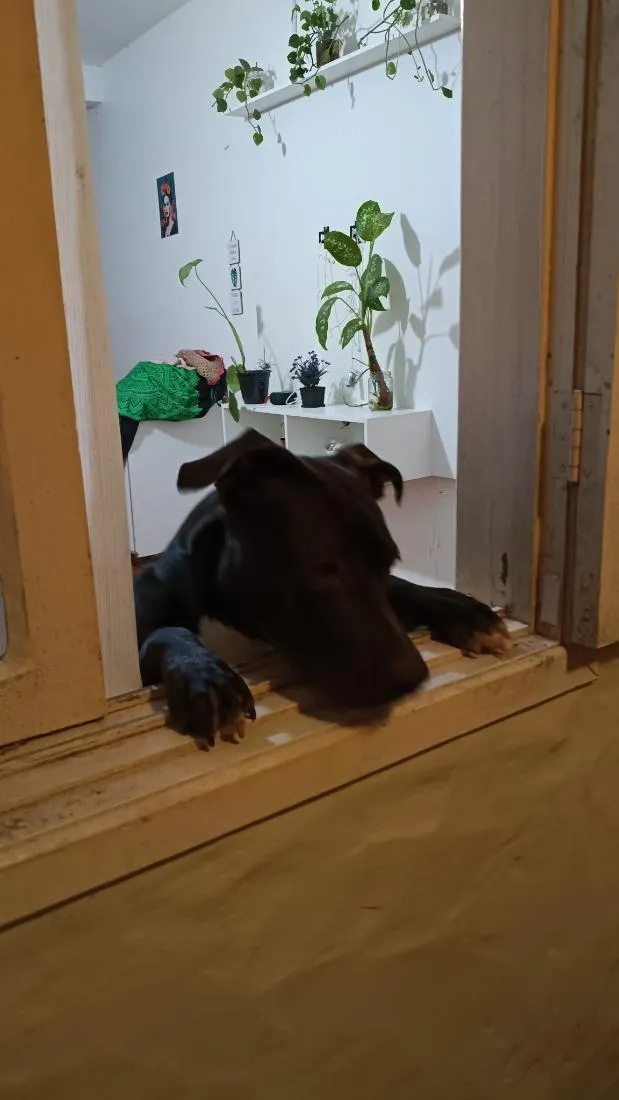 Cachorro raça Pit-Bull idade 1 ano nome Pretinha