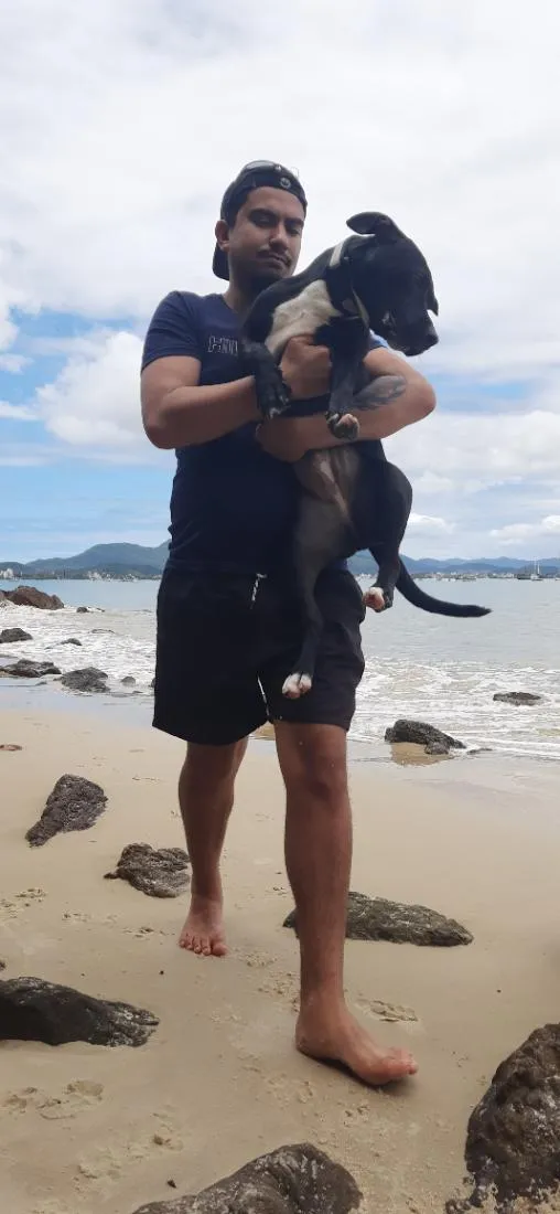 Cachorro raça Pit-Bull idade 1 ano nome Pretinha