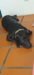 Pretinha
