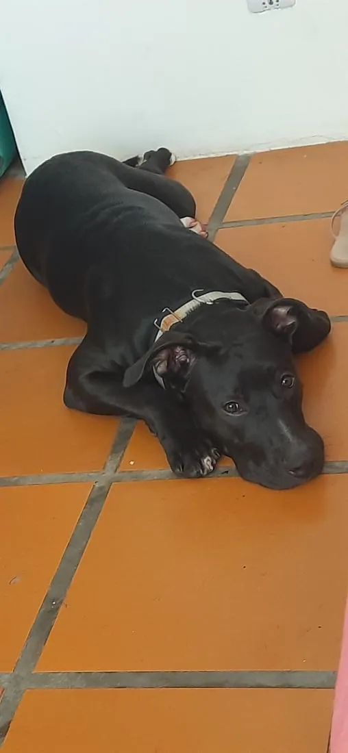 Cachorro raça Pit-Bull idade 1 ano nome Pretinha