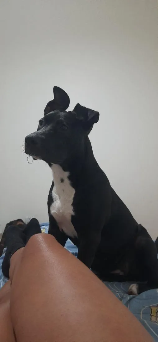 Cachorro raça Pit-Bull idade 1 ano nome Pretinha