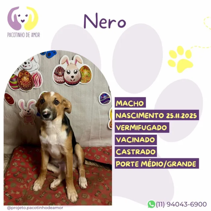 Cachorro raça SRD-ViraLata idade 1 ano nome Nero