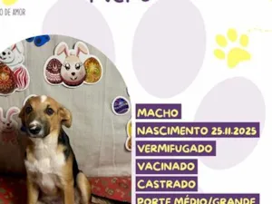 Cachorro raça SRD-ViraLata idade 1 ano nome Nero