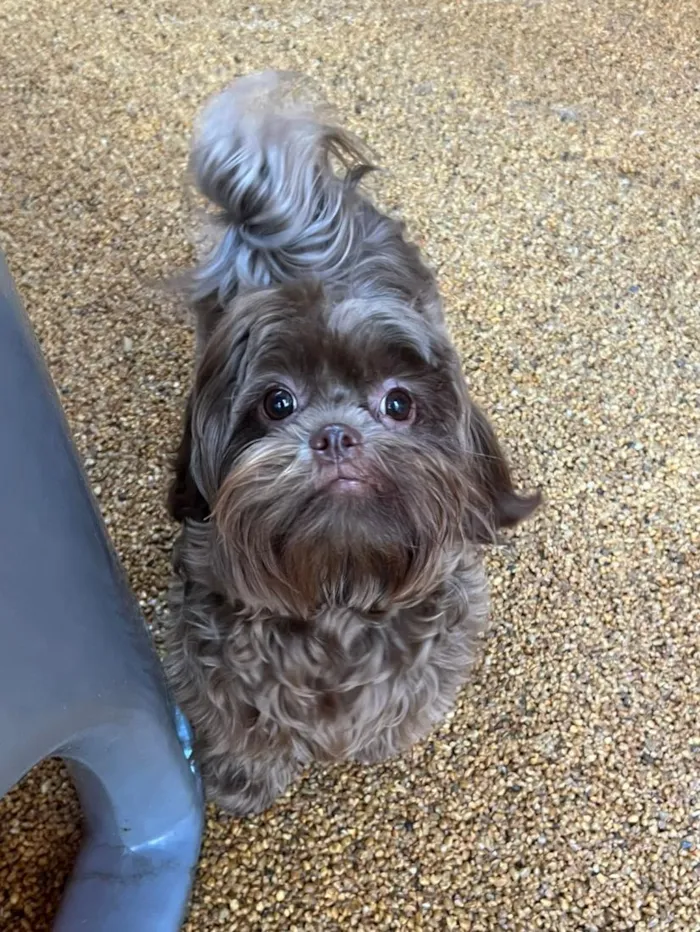 Cachorro raça Shitzu idade 7 a 11 meses nome Toddy
