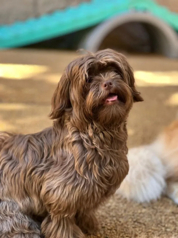 Cachorro raça Shitzu idade 7 a 11 meses nome Toddy