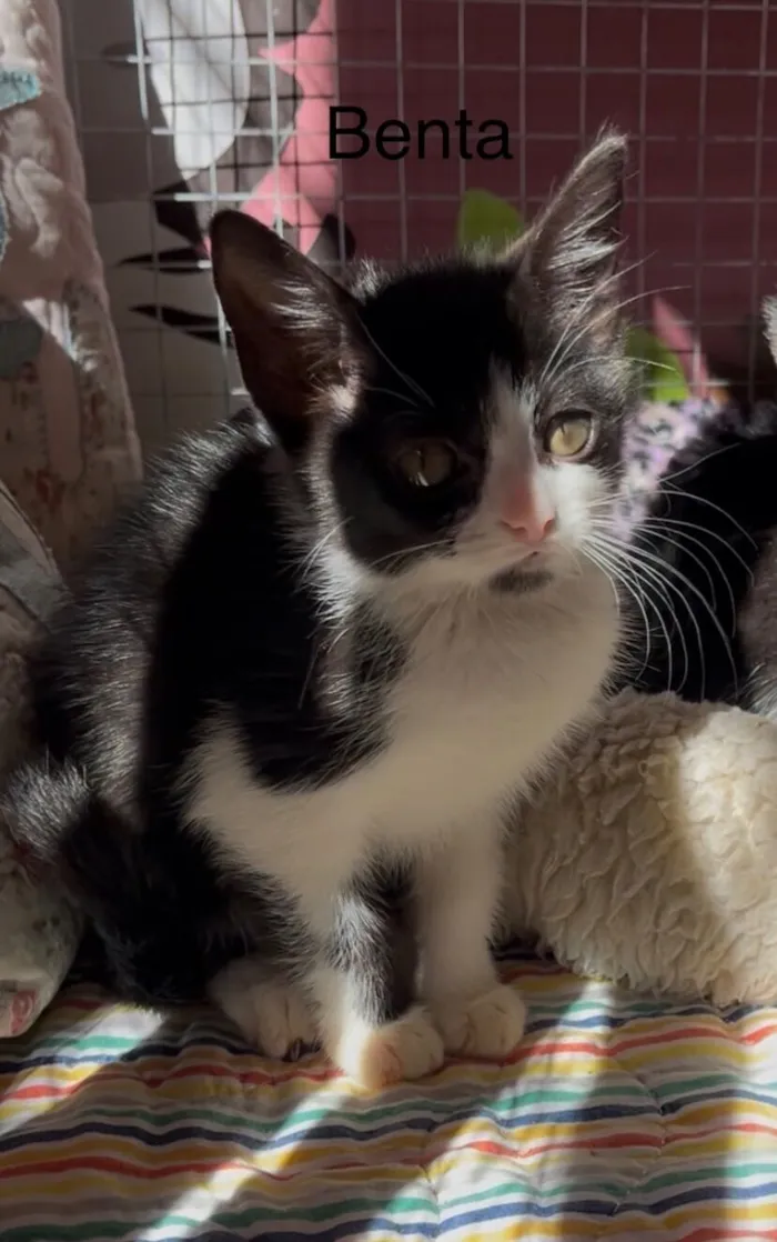 Gato raça SRD-ViraLata idade Abaixo de 2 meses nome Benta