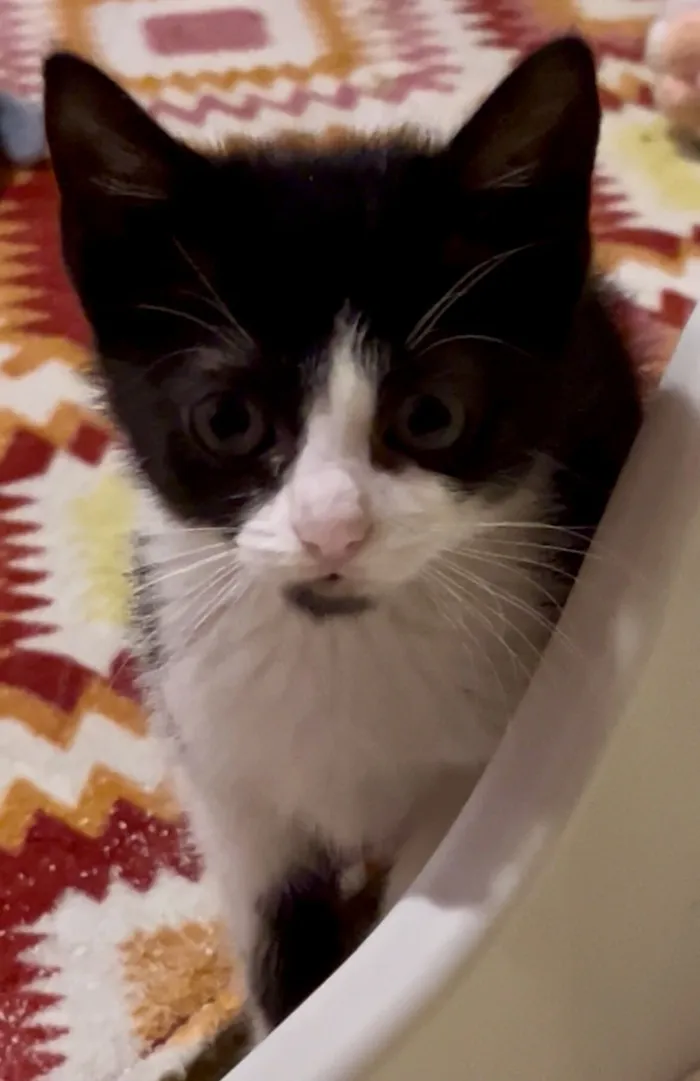 Gato raça SRD-ViraLata idade Abaixo de 2 meses nome Benta