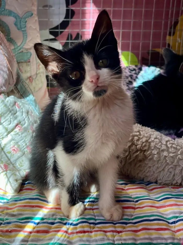 Gato raça SRD-ViraLata idade Abaixo de 2 meses nome Benta