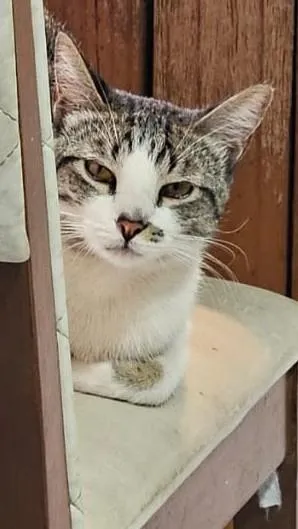 Gato raça SRD-ViraLata idade 1 ano nome Cleitinho
