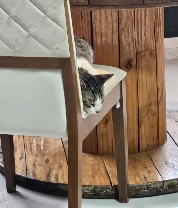 Gato raça SRD-ViraLata idade 1 ano nome Cleitinho