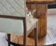 Cleitinho