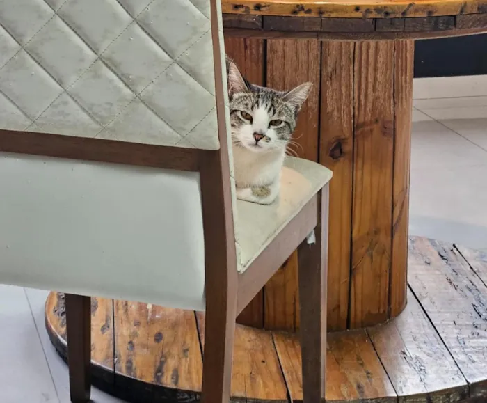 Gato raça SRD-ViraLata idade 1 ano nome Cleitinho