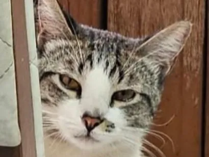 Gato raça SRD-ViraLata idade 1 ano nome Cleitinho