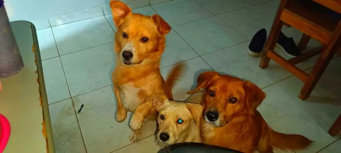 Cachorro raça SRD-ViraLata idade 4 anos nome pitucha ( branca)
