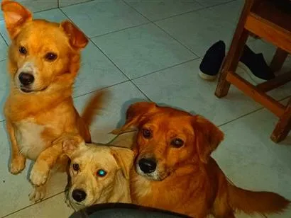 Cachorro raça SRD-ViraLata idade 4 anos nome pitucha ( branca)