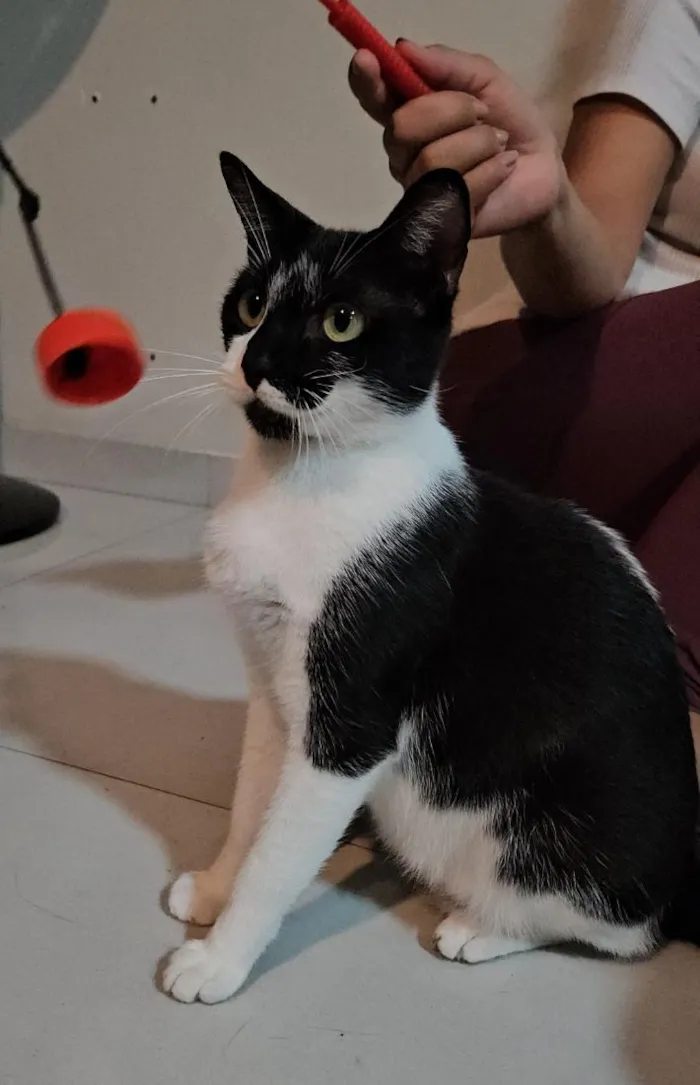 Gato raça SRD-ViraLata idade 3 anos nome Lily