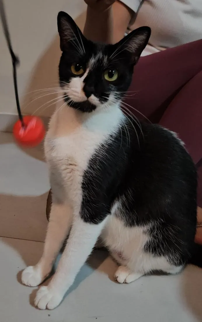 Gato raça SRD-ViraLata idade 3 anos nome Lily