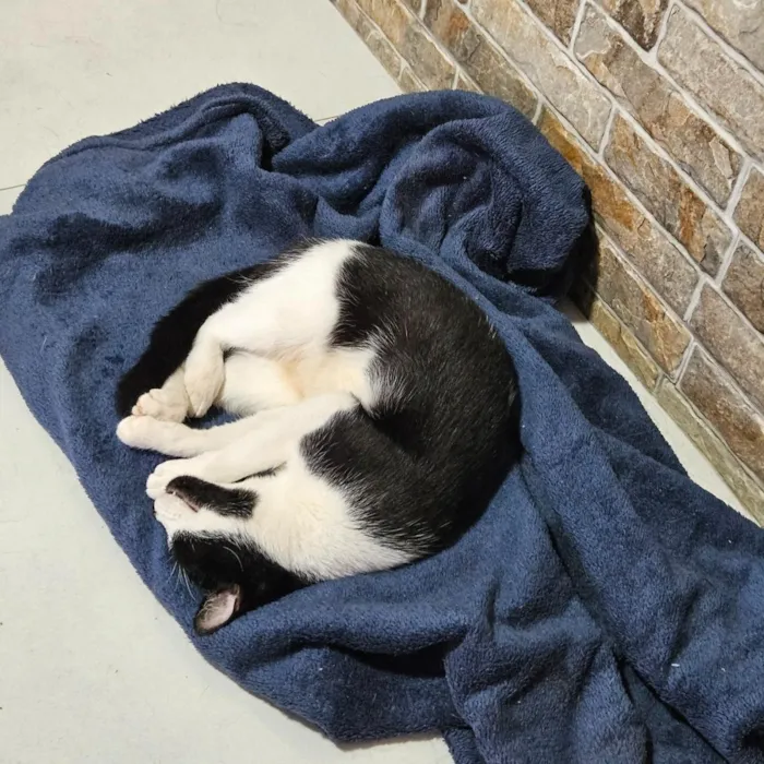Gato raça SRD-ViraLata idade 3 anos nome Lily