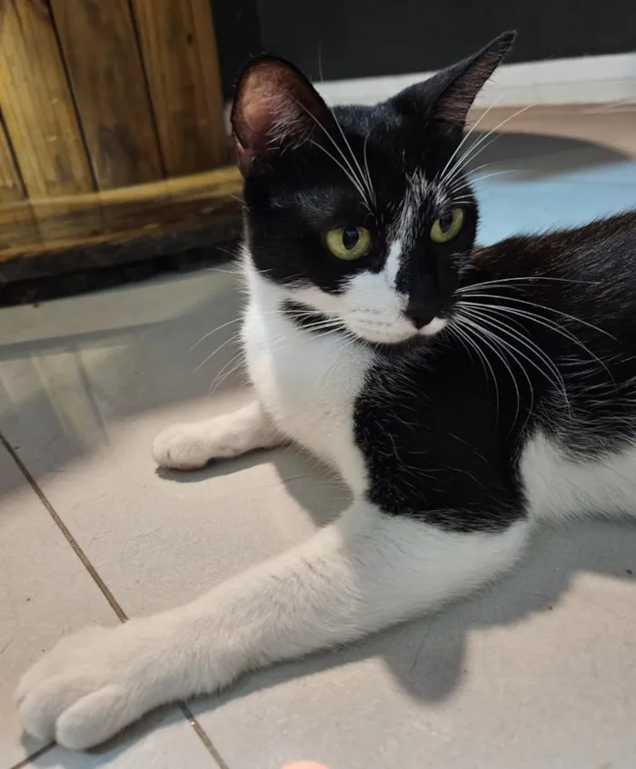 Gato raça SRD-ViraLata idade 3 anos nome Lily