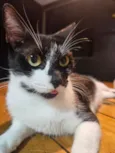 Lily