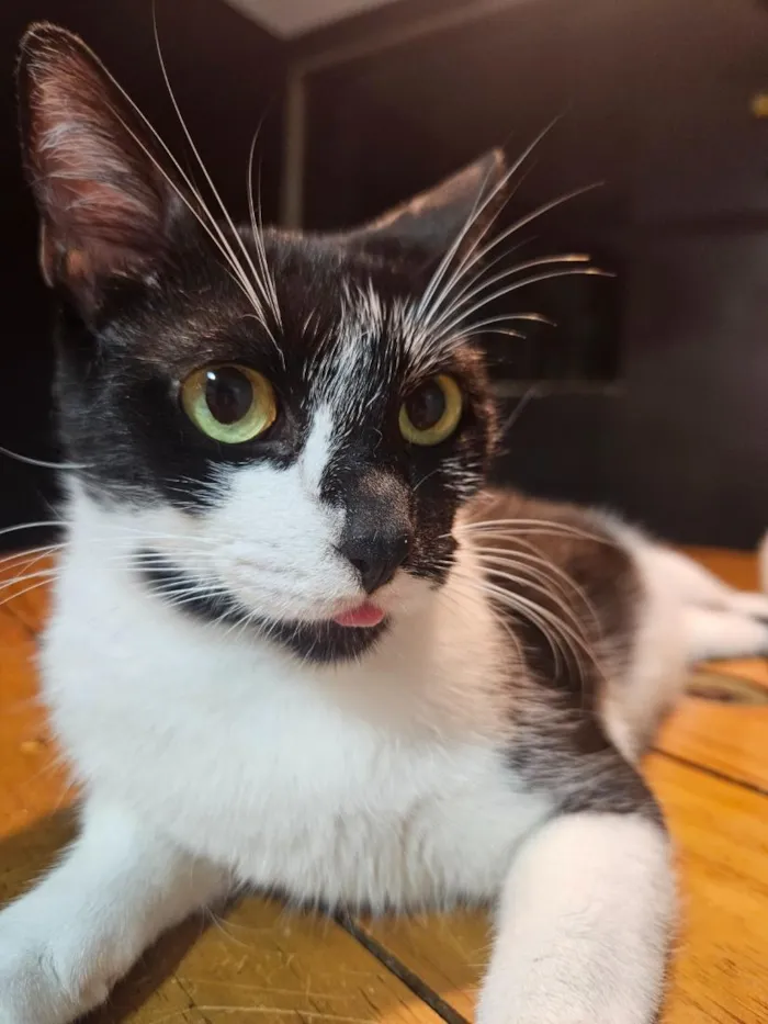 Gato raça SRD-ViraLata idade 3 anos nome Lily