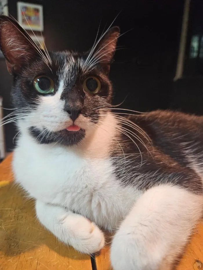 Gato raça SRD-ViraLata idade 3 anos nome Lily