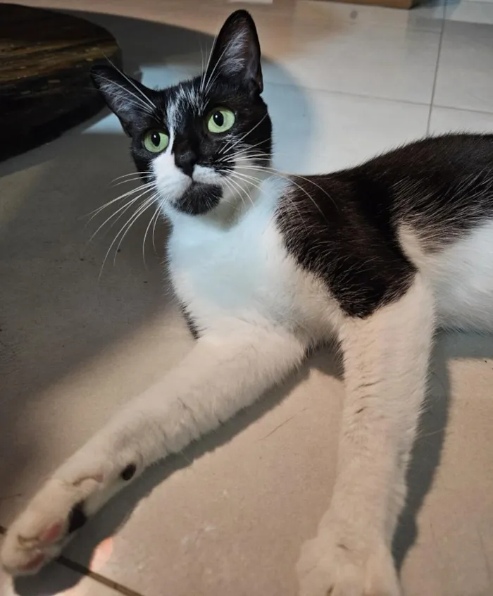 Gato raça SRD-ViraLata idade 3 anos nome Lily