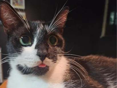 Gato raça SRD-ViraLata idade 3 anos nome Lily