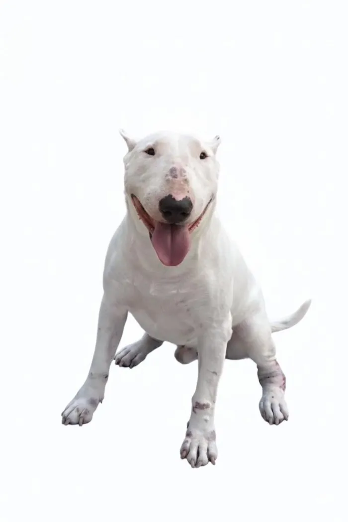 Cachorro raça Pit-Bull idade 5 anos nome Thor