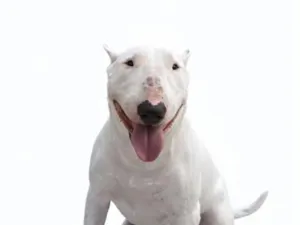 Cachorro raça Pit-Bull idade 5 anos nome Thor