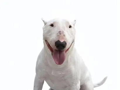 Cachorro raça Pit-Bull idade 5 anos nome Thor
