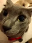 tom