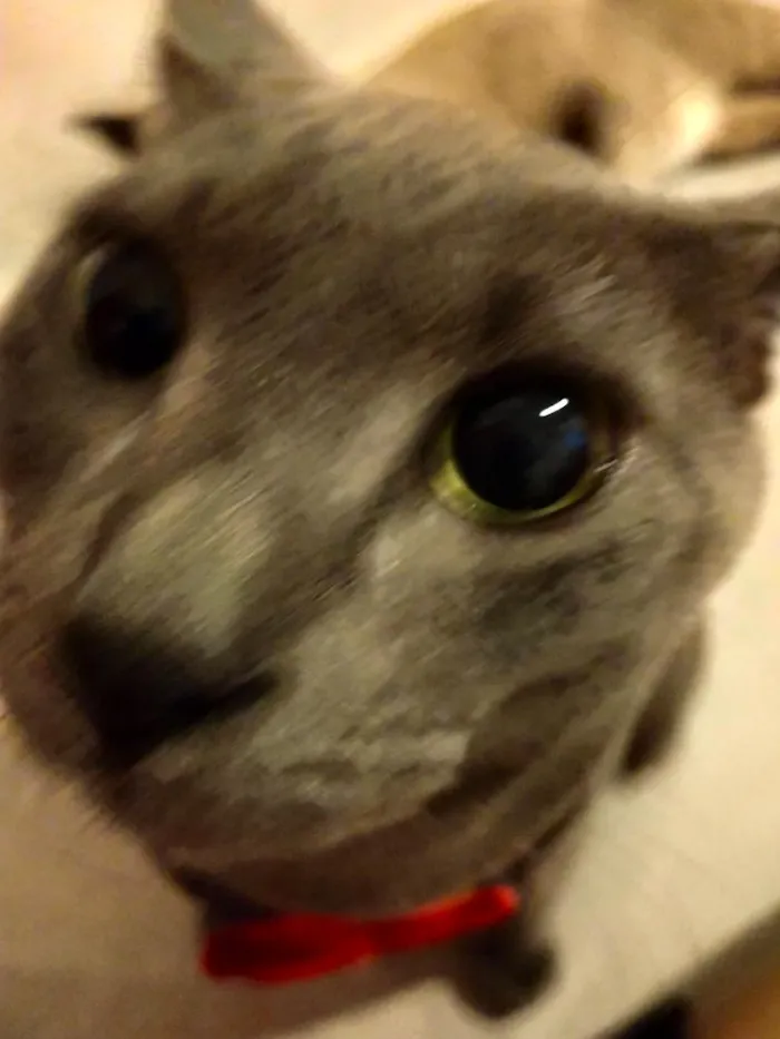 Gato raça Chartreux idade 1 ano nome tom