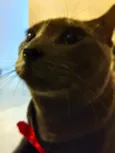 tom