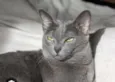 tom
