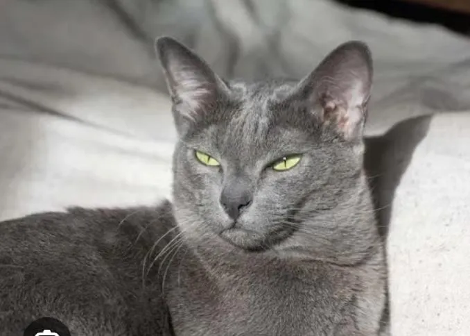 Gato raça Chartreux idade 1 ano nome tom