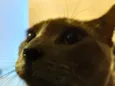 tom