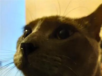 Gato raça Chartreux idade 1 ano nome tom