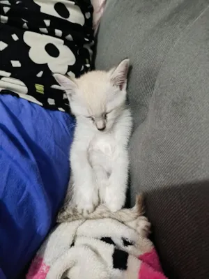 Gato raça SRD-ViraLata idade 2 a 6 meses nome Amélia