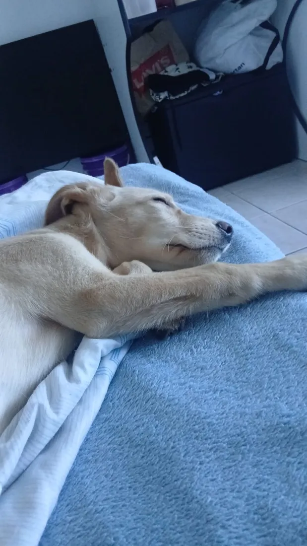 Cachorro raça SRD-ViraLata idade 2 a 6 meses nome Tobias