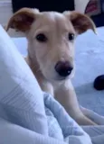 Tobias